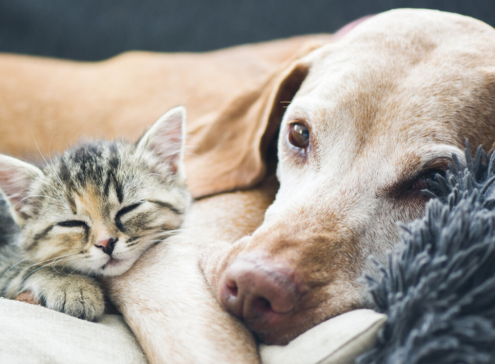 Pet Home (Haian) Co., Ltd